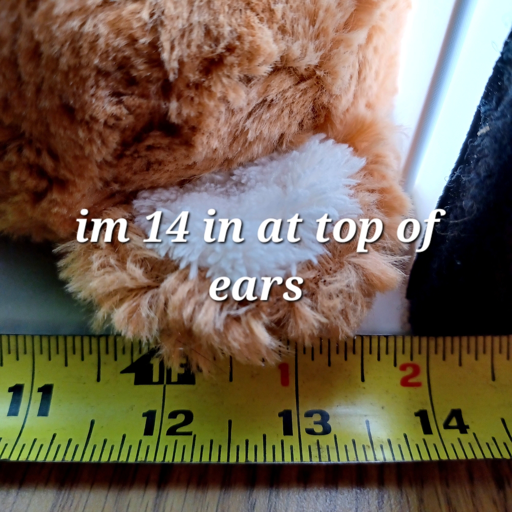 Cute Brown and White Teddy Bear - Picture 6 of 8
